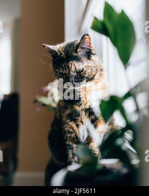 Eine vertikale Nahaufnahme eines europäischen Kurzhaares, der auf einer Fensterbank sitzt Stockfoto