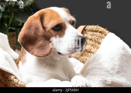 Porträt eines Beagle-Hundes auf schwarzem Hintergrund Stockfoto