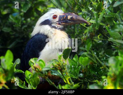 VISAYAN TARICTIC HORNBILL, BIRDWORLD, FARNHAM, SURREY PIC MIKE WALKER 2022 Stockfoto