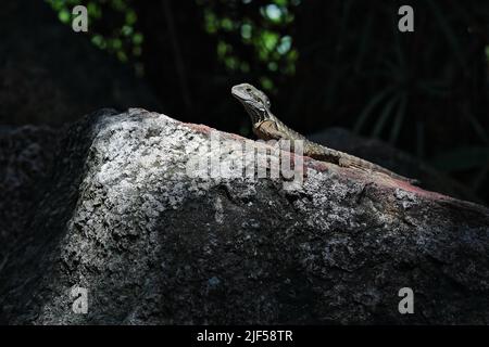 023 Sonne sonnt sich in den South Bank Parklands der australische Ostwasserdrache - Intellagama lesueurii. Brisbane-Australien. Stockfoto