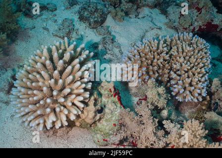 Harte Korallen, Acropora sp., Acroporidae, Sharm el Sheikh, Rotes Meer, Ägypten Stockfoto