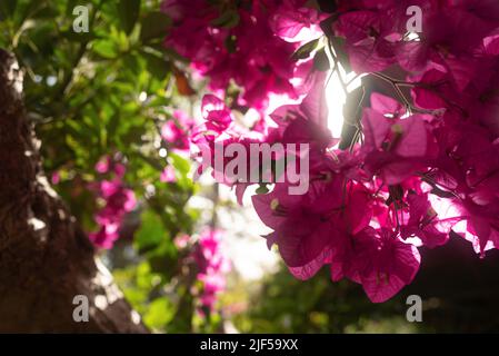 Rosa Bougainvillea Blumen. Meist verschwommenes Foto eines floralen Hintergrunds Stockfoto