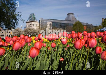 Red Tulipa - Tulpen und US-Botschaft im Frühjahr, Ottawa, Ontario, Kanada. Stockfoto