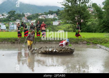 Kathmandu, Nepal. 29.. Juni 2022. Nepalesische Frauen bereiten sich während des National Paddy Day darauf vor, Reissämlinge zu Pflanzen. Nepalesische Bauern feiern den National Paddy Day mit verschiedenen Veranstaltungen, die den Beginn der jährlichen Reispflanzsaison markieren. (Foto von Bivas Shrestha/SOPA Images/Sipa USA) Quelle: SIPA USA/Alamy Live News Stockfoto