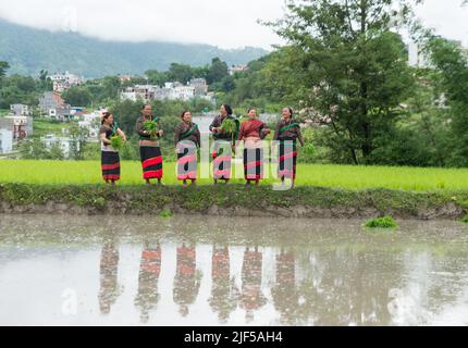 Kathmandu, Nepal. 29.. Juni 2022. Nepalesische Frauen bereiten sich während des National Paddy Day darauf vor, Reissämlinge zu Pflanzen. Nepalesische Bauern feiern den National Paddy Day mit verschiedenen Veranstaltungen, die den Beginn der jährlichen Reispflanzsaison markieren. (Bild: © Bivas Shrestha/SOPA-Bilder über ZUMA Press Wire) Stockfoto