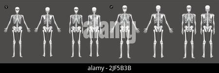 Set von Frauen und Männern Skelett menschliche Körperknochen von Mann und Frau. Damen und Herren vorne hinten, Seitenansicht. 3D realistische flache Mädchen und Jungen Konzept Vektor Illustration der Anatomie isoliert Stock Vektor