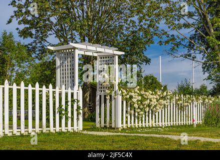 Gartentor mit weißem Zaun und weißen Rosen. Romantisches Foto für Hochzeit Hintergrund. Niemand, selektiver Fokus Stockfoto