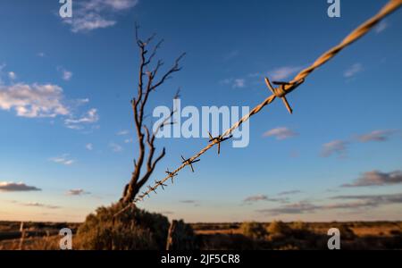 Australisches Outback. Ein Stacheldrahtzaun im Outback Australien. Stockfoto