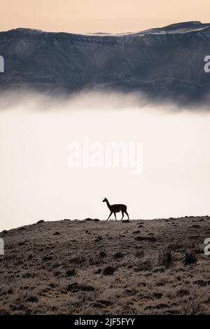 Ein Guanaco im Torres del Paine Nationalpark, Chile Stockfoto