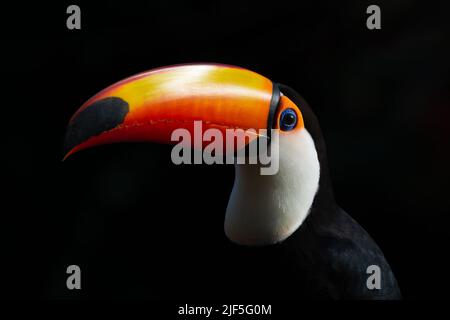 Ein Toco-Toucan (Ramphastos toco) aus Brasilien Stockfoto