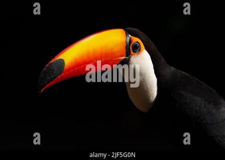 Ein Toco-Toucan (Ramphastos toco) aus Brasilien Stockfoto