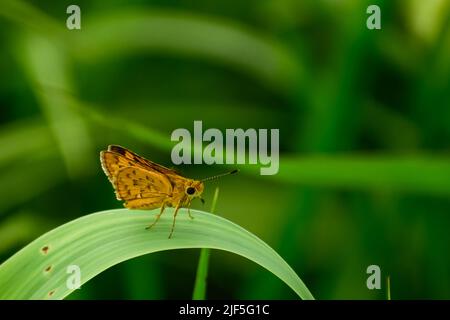 Bild von schönen kleinen gelben Schmetterling auf grünem Blatt Potanthus omaha, allgemein bekannt als der kleine Pfeil, ist eine Art von Skipper Schmetterlinge. Stockfoto