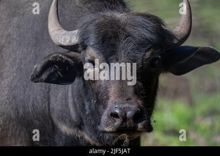 Der Wasserbüffel (Bubalus bubalis), auch Hauswasserbüffel oder asiatischer Wasserbüffel genannt. Stockfoto