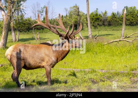 Der Elch (Cervus canadensis), auch als Wapiti bekannt, ein großer Elch - Wapiti mit riesigen Geweihen in Samt Stockfoto