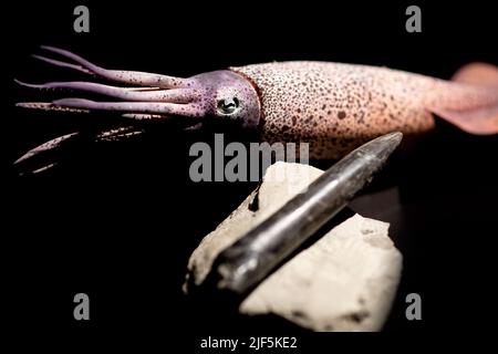 Wilhelmshaven, Deutschland. 22.. Juni 2022. Das Modell eines Belemniten sowie der sogenannte 'Thunderbolt', ein Teil des Skeletts, sind in der neuen Erlebnisausstellung 'Saurier - Giganten der Meere' im Wilhelmshaven Aquarium zu sehen. Die neue Dauerausstellung, die zahlreiche Fossilien und lebensgroße Dinosaurier-Modelle mit gigantischem Zahn und Flossen zeigt, wird am 2. Juli eröffnet. (To dpa 'Marine Dinosaurier Exhibition opens at Wilhelmshaven Aquarium') Quelle: Hauke-Christian Dittrich/dpa/Alamy Live News Stockfoto