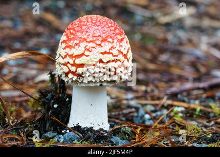 Rotbedeckter Zehenhocker mit weißen Flecken. Stockfoto