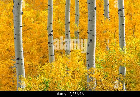 Ein Espenwald im Herbst Stockfoto