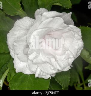 Atemberaubend schöne, lebendige, weiße Doppelblume von Impatiens walleriana, auf einem Hintergrund aus grünen Blättern, einer mehrjährigen Gartenpflanze, in Australien Stockfoto