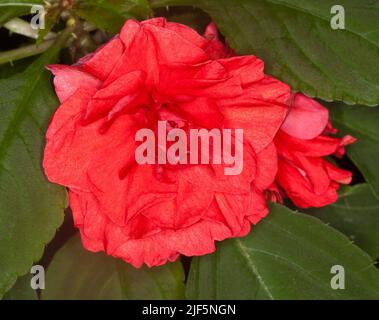 Atemberaubend schöne leuchtend rote Doppelblume von Impatiens walleriana, auf einem Hintergrund aus grünen Blättern, einer mehrjährigen Gartenpflanze, in Australien Stockfoto