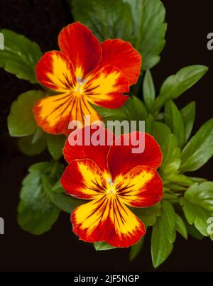 Zwei spektakuläre leuchtend rote und gelbe Pansy-Blüten und grüne Blätter auf dunklem Grund in Australien Stockfoto