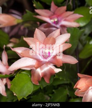 Spektakuläre Aprikose / rosa Blume und grüne Blätter von Weihnachtskaktus, Schlumbergera truncata 'Sanibel', eine epiphytische Pflanze, beliebte Zimmerpflanze Stockfoto