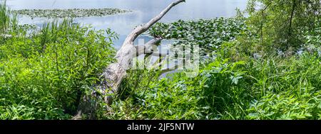 Malerische Sommerlandschaft des Seeufers mit toten trockenen Baum im Wasser. Panoramablick. Stockfoto