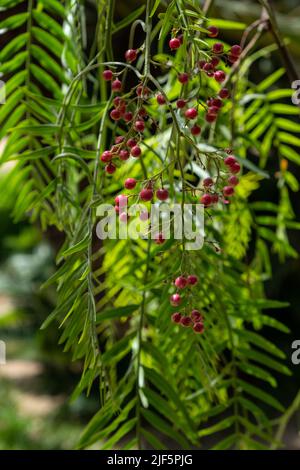 Schinus molle rote Frucht auf dem Baum. Peruanischer Pfefferbaum Stockfoto