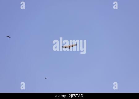 Wunderschön aufragende Adler am blauen Himmel. Stockfoto