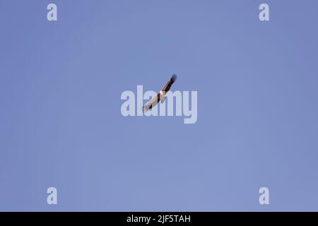 Wunderschön aufragende Adler am blauen Himmel. Stockfoto