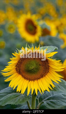 30. Juni 2022, SachsenAnhalt, Bad Dürrenberg Sonnenblumen wachsen auf