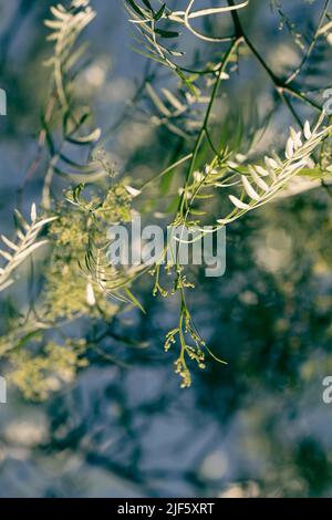 Schinus molle Früchte und Blumen auf dem Baum. Peruanischer Pfefferbaum Stockfoto