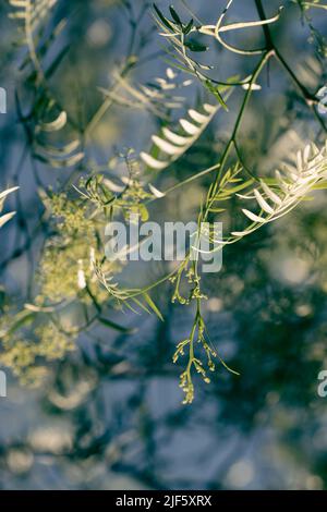 Schinus molle Früchte und Blumen auf dem Baum. Peruanischer Pfefferbaum Stockfoto