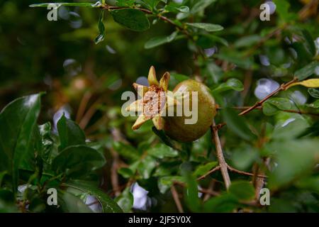 Rote Granatäpfel reifen auf einem Ast von Bäumen im Garten. Nahaufnahme einer schönen Granatapfelfrucht. Stockfoto