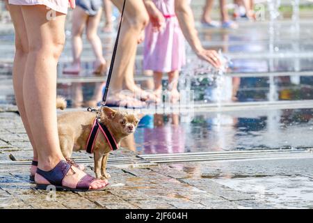 Niedlicher chihuahua Hund an der Leine zu Füßen des Besitzers in der Nähe des Brunnens. Der Hund läuft an einem heißen Sommertag am Brunnen vorbei. Speicherplatz kopieren. Das Tier wird in Wasserspritzern erfrischt. Stockfoto