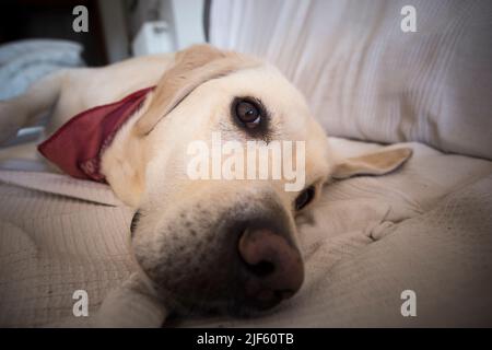 Labrador Hund liegt auf dem Sofa. Selektiver Fokus Stockfoto