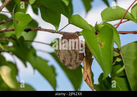 Faule Aprikose am Ast des Obstbaums, Monilia laxa (Monilinia laxa) Befall, Pflanzenkrankheit Stockfoto