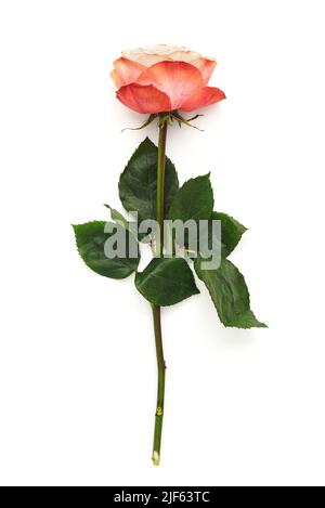 Rote Rosenblüte mit langem grünen Stamm isoliert auf weißem Hintergrund Stockfoto