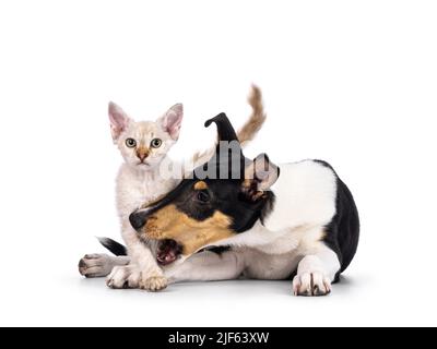 Smooth Collie Hund Welpen und LaPerm Katze Kätzchen, spielen zusammen. Katze blickt auf die Kamera. Isoliert auf weißem Hintergrund. Stockfoto