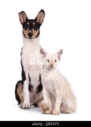 Smooth Collie Hundewelpe und LaPerm Katzenwelpe sitzen zusammen. Beide blicken auf die Kamera. Isoliert auf weißem Hintergrund. Stockfoto