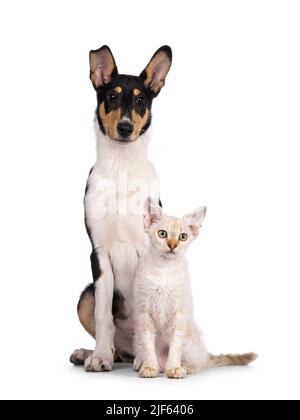 Smooth Collie Hundewelpe und LaPerm Katzenwelpe sitzen zusammen. Beide blicken zur Seite. Isoliert auf weißem Hintergrund. Stockfoto