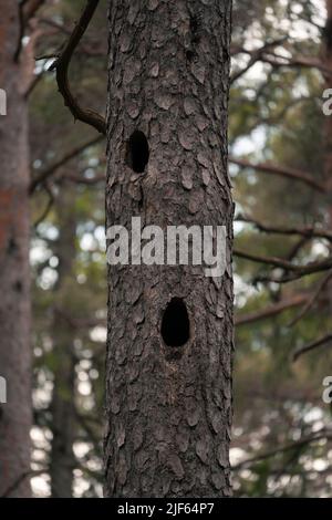 Eine vertikale Aufnahme von zwei Spechten brütet in einer Kiefer Stockfoto