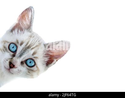 Witziges gestreiftes Kätzchen mit blauen Augen blickt um die Ecke mit Kopierraum Stockfoto