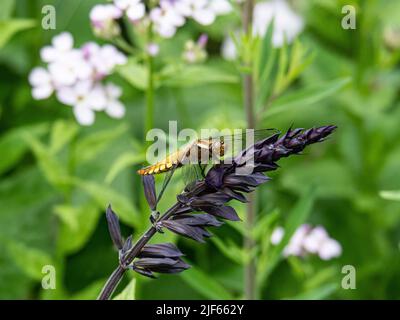 Eine Gold- und schwarz gestreifte, breite Chaser-Libelle (Libellula depressa), die auf einer dunklen Salvia-Blume ruht Stockfoto