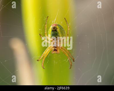 Eine Nahaufnahme der Unterseite einer Gurke Grüne Spinne - Araniella cucurbitina, die in der Mitte ihres Netzes hängt Stockfoto