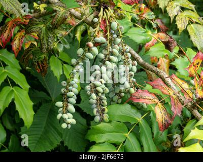 Eine Nahaufnahme der grünen ovalen Beeren einer Mahonia-Pflanze Stockfoto