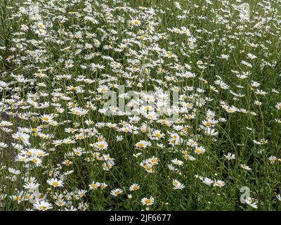 Ein großes Gebiet der beliebten weißen und gelben Ochsenauge Leucanthemum vulgare am Rande eines Wildnisgebietes Stockfoto