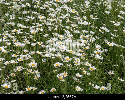 Ein großes Gebiet der beliebten weißen und gelben Ochsenauge Leucanthemum vulgare am Rande eines Wildnisgebietes Stockfoto