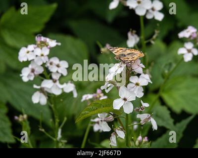 Eine gemalte Dame (Vanessa cardui), die sich auf einer weißen Honesty-Blume ernährt Stockfoto