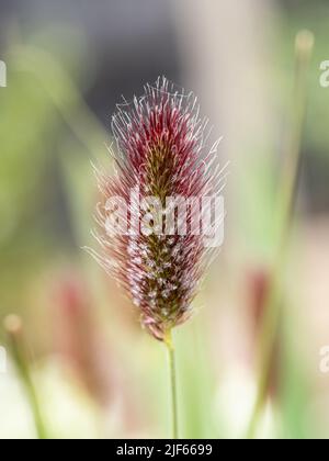 Eine Nahaufnahme eines einzelnen Blütenstachels von Pennisetum thunbergii 'Red Buttons', der die markante rote Tinging zeigt. Stockfoto