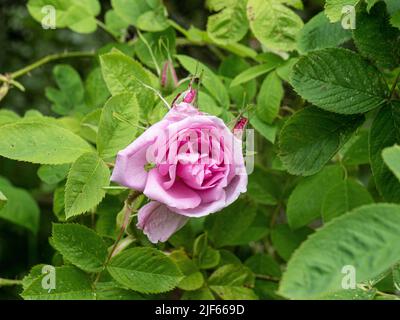 Eine Nahaufnahme der rosa Blume der Rosa damascena 'Quatro Saissons' gegen das leuchtend grüne Laub. Stockfoto